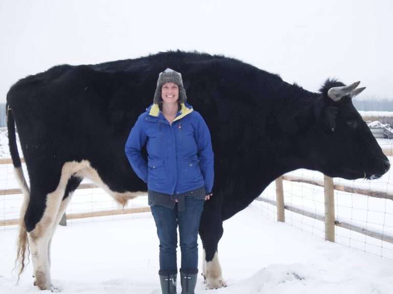 Step Aside Knickers, There’s An Even Bigger Cow In Town Called Dozer