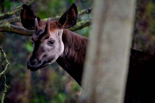 Discovering the Enigmatic Okapi: Africa’s Hidden Treasure