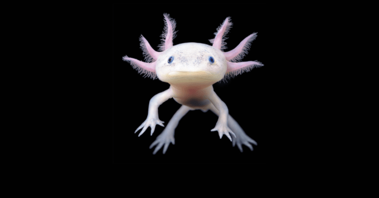 Unveiling the Enigmatic Axolotl: Nature’s Master of Regeneration