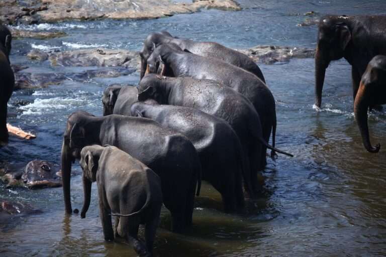 Majestic Giants: Exploring the World of Elephants