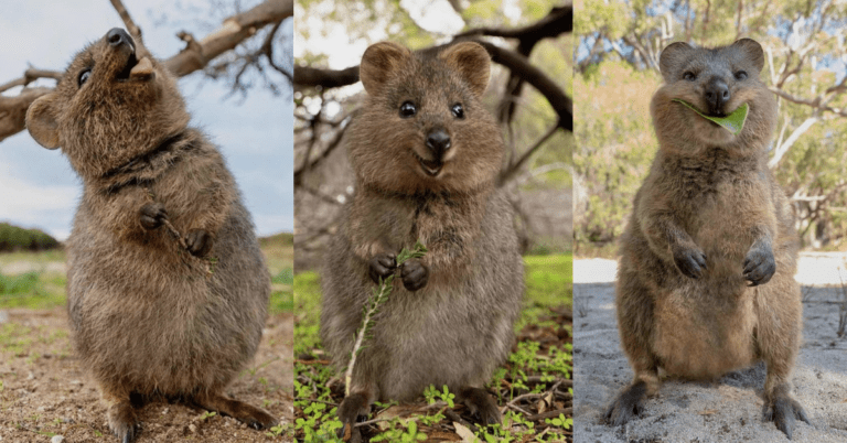 Quokkas: The Happiest Animals on the Internet