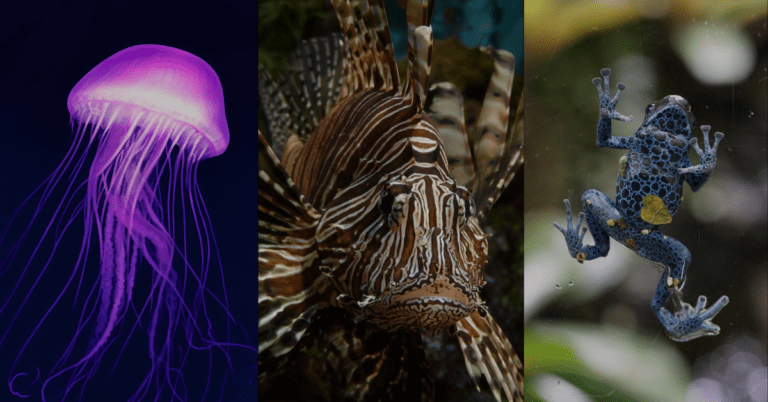 Beauty and Venom: The Allure of Nature’s Most Stunning yet Deadly Creatures