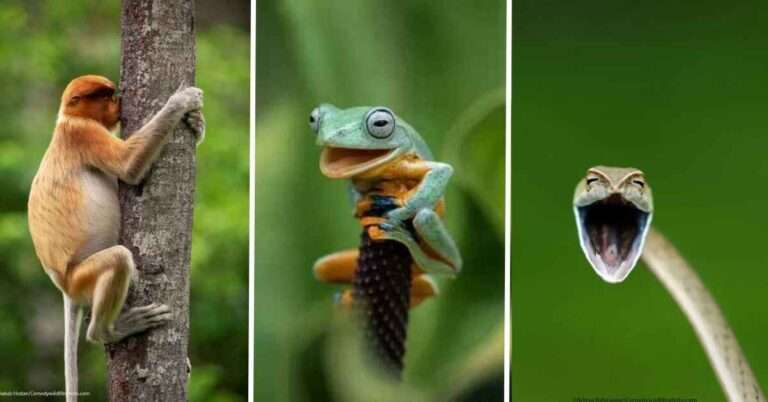 The Finalist Photos For ‘Comedy Wildlife Photography’-2021