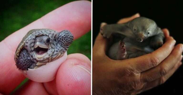 15 Adorable Baby Animals That Can Warm Even the Coldest Heart