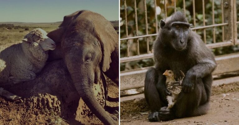 13 Heartwarming Stories of Animals Adopting Different Species