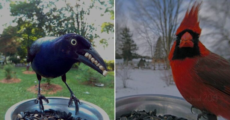 This Woman Installed a Bird Photo Booth in Her Yard, and the Results Are Astonishing
