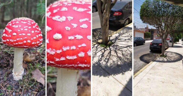 19 Instances When Mother Nature Amazed Us With Her Masterpieces