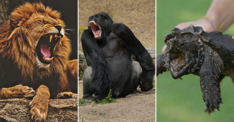 15+ Animals with the Most Powerful Bite Forces