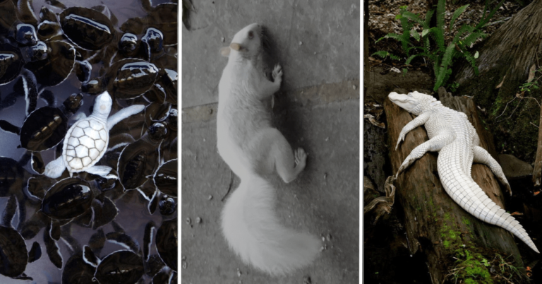 22 Albino Animals That Look Like They’re From Another Planet