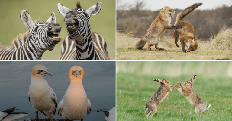 39 Funniest Photos From Comedy Wildlife Photography Award 2019