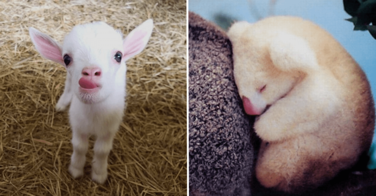 17 Animal Photos Guaranteed to Lift Your Spirits Better Than Therapy