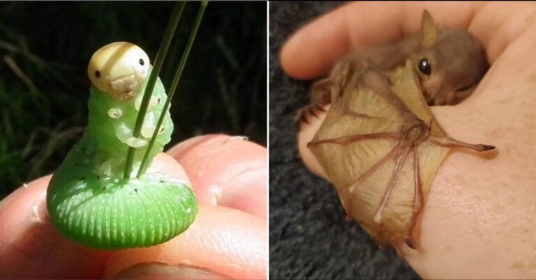 25 Endearing Miniature Animals to Make You Smile