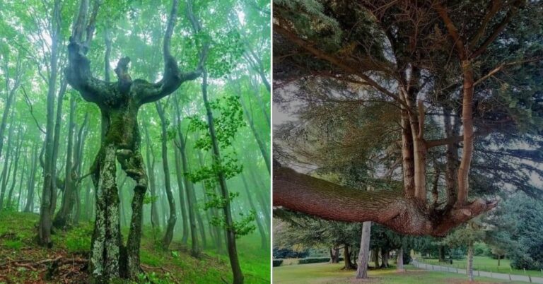 Nature’s Sculptures: Trees That Captivate the Imagination