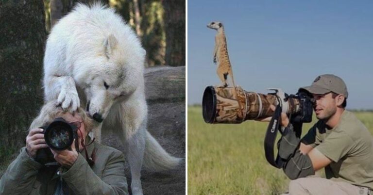 Adorable Animal Encounters: Wildlife Photographers’ Cutest Moments Captured