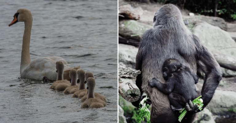 21 Animals That Are the Greatest Moms Ever