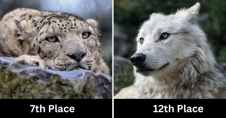 The Public Has Chosen the World’s Most Stunning Animals, and the Results Are Impressive